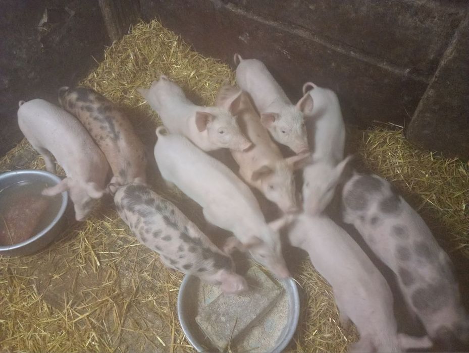 Продам малих поросят