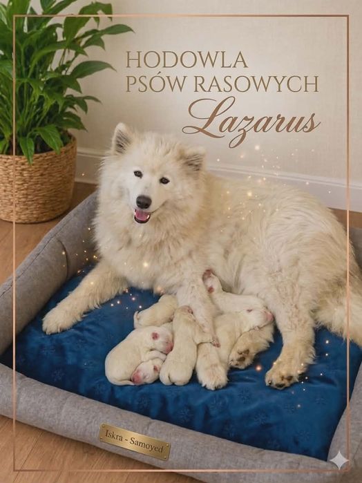 Sprzedam sunię Samoyed