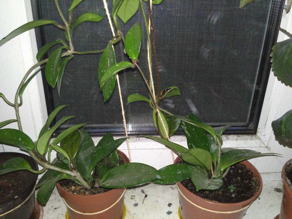 Продам Хоя (Восковик), кактус.