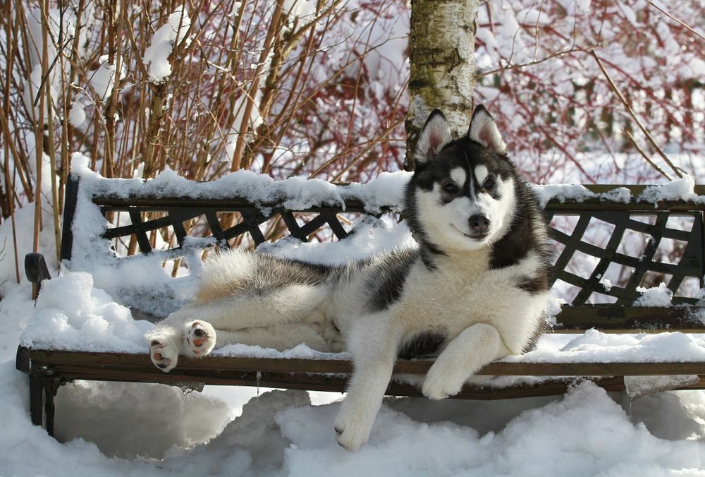 Siberian Husky ZKwP Junior