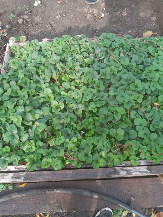 Рассада ремонтантной  клубники Виктория