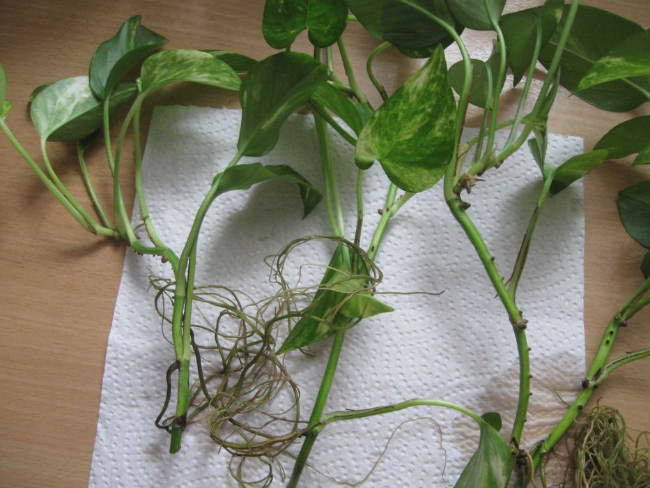 Kwiat Epipremnum Aureum.