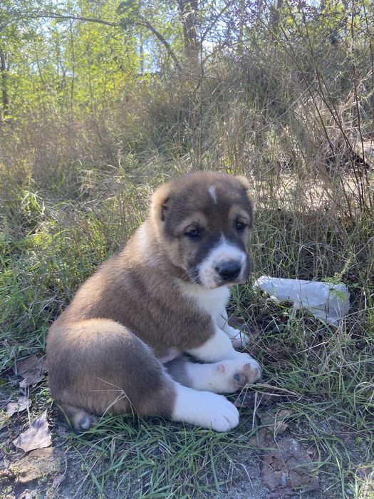 Продаж цуциків Алабай САО