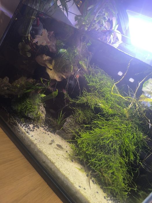 Akwarium 25 l – kompletne, z aranżacją