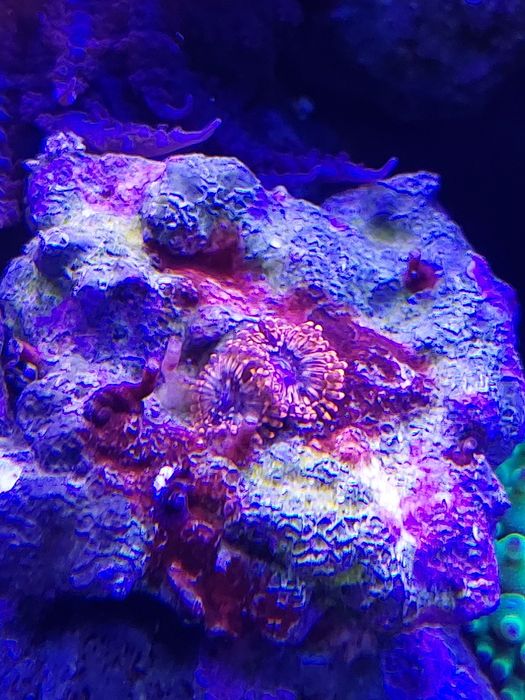 Zoanthus  premium fluo pomarańczowe