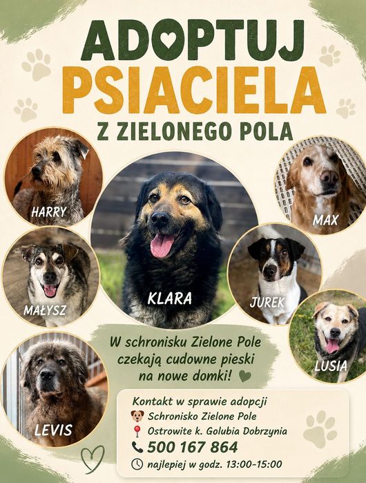 W schronisku Zielone Pole czekają pieski na nowe domki!