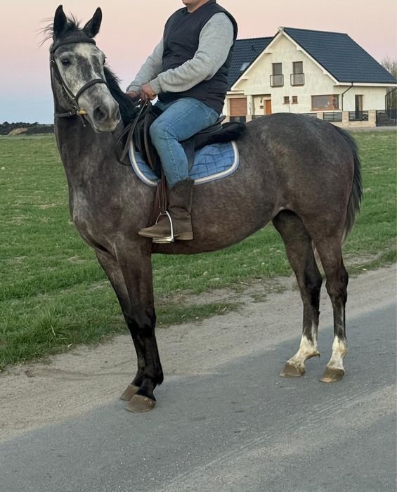 Sprzedam klacz 6 lat