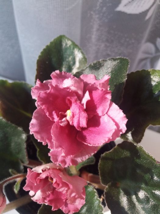 Фиалка/ сенполия/комнатные цветы