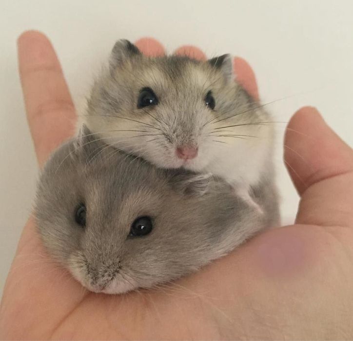 Продам джунгариків