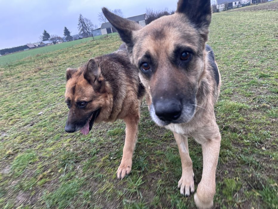 Mercuś Senior owczarek niemiecki do adopcji
