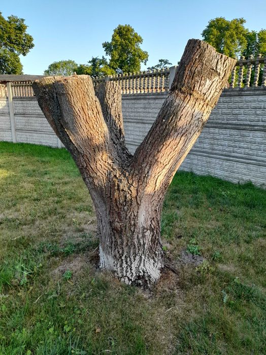 Pień orzecha włoskiego !