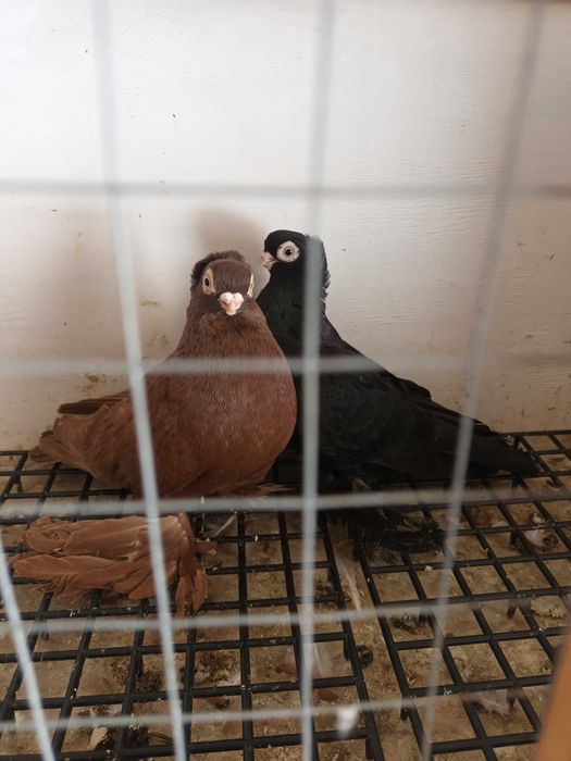 Wywrotki Mazurskie Werfle