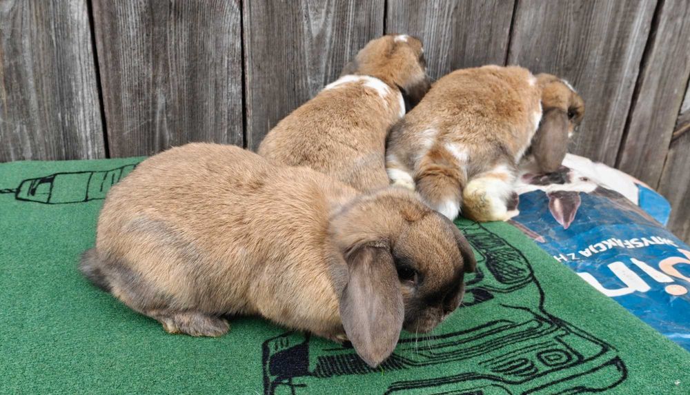 Barany Karzełki Madagaskarowe