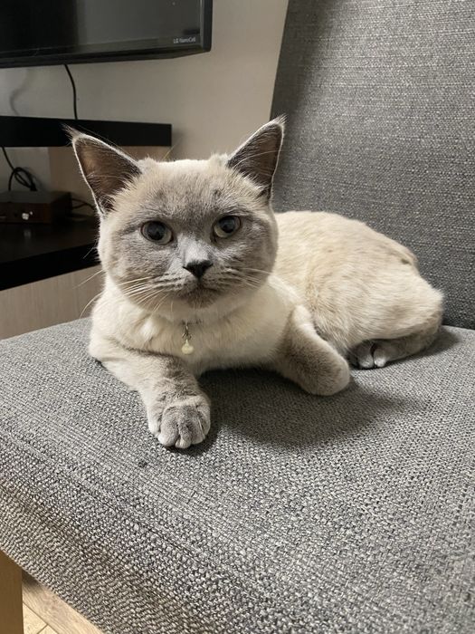 Шотланські кошенята