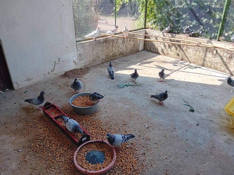 Vendo pombos correios baratos