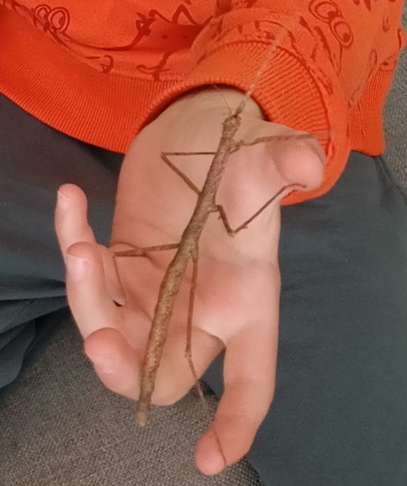 Patyczak patyczaki rogate