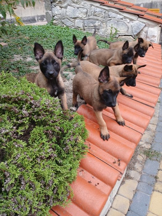 Szczenię owczarek belgijski malinois