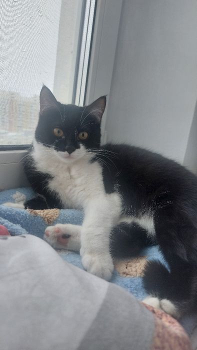 Кошеня, киця підліток, котята, котики, коти, кішечка