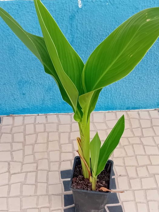 Canna Indica / Cana da India 7 variedades