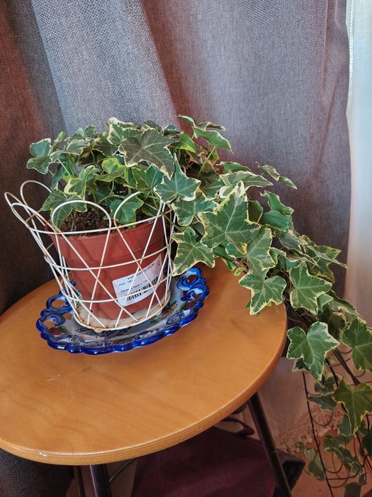 Plantas ornamentais