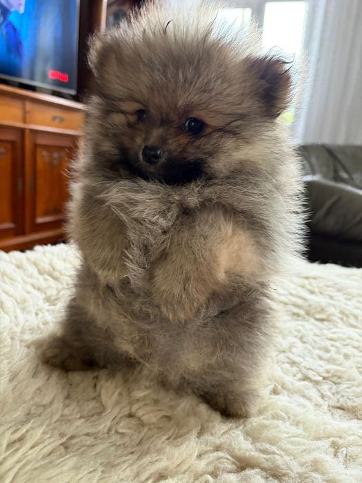 Piesek Szpic miniaturowy Pomeranian FCI- rezerw