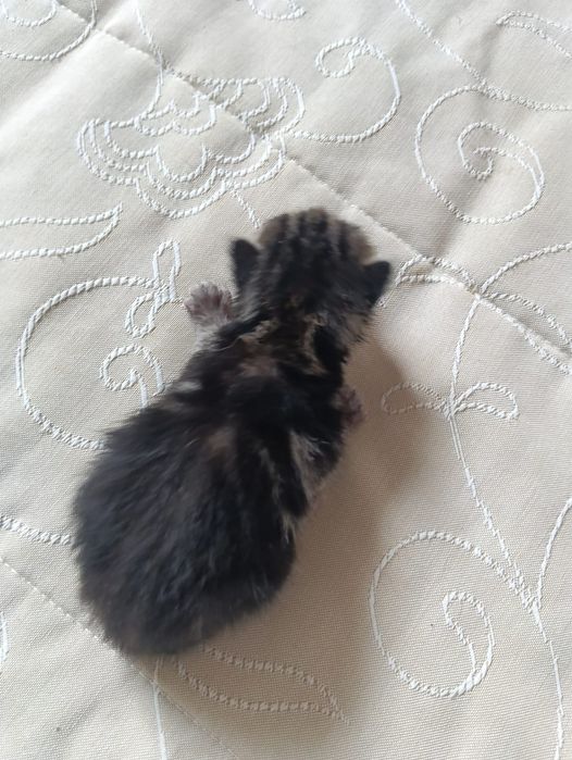Gatinhas fofinhas para doar