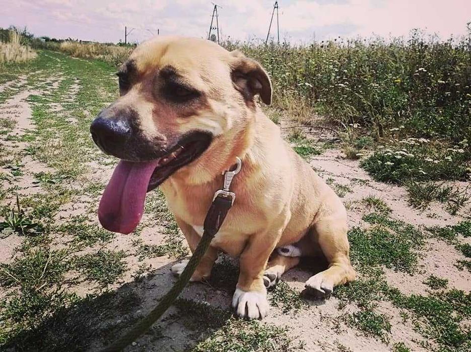 Tolek - przyjazny w stosunku do ludzi, ale trochę nieufny