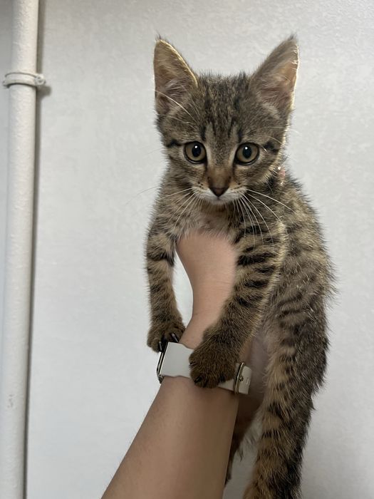 Кошеня шукає сімʼю