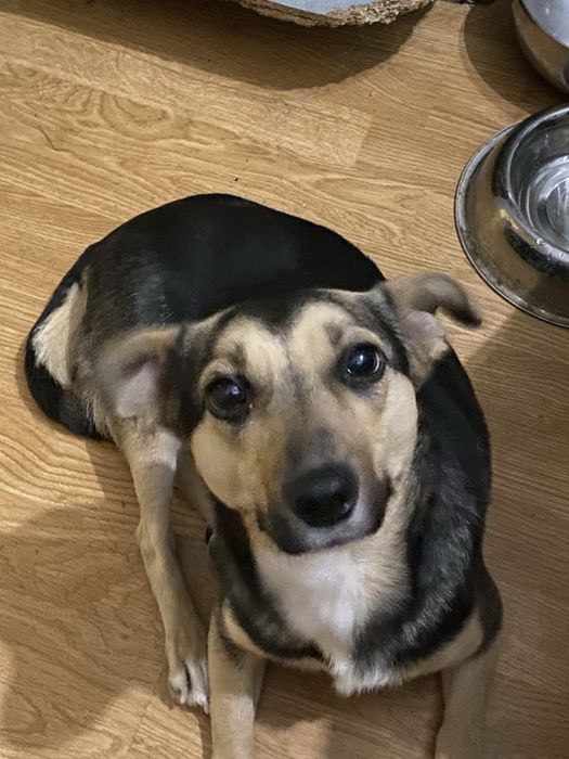 Собачка в добрі руки