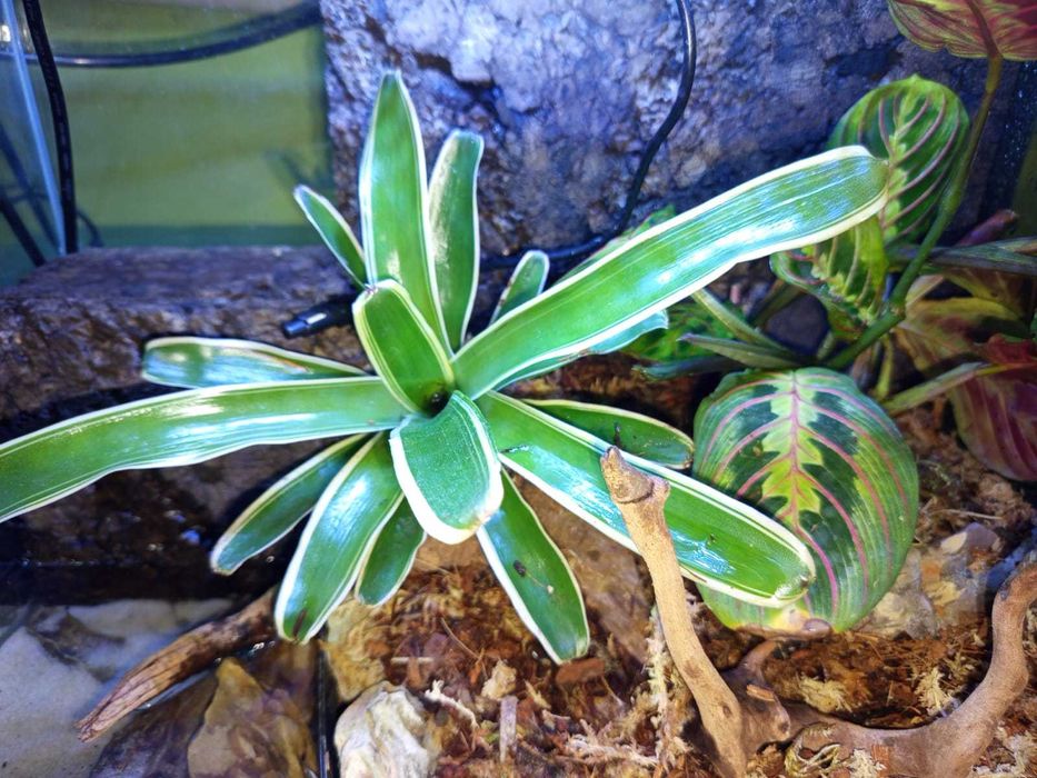 Gotowe terrarium dla kraba / gekona / kameleona / żabek / żółwia