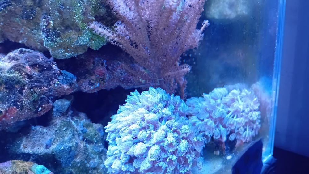 Koralowce sprzedam lub wymienię