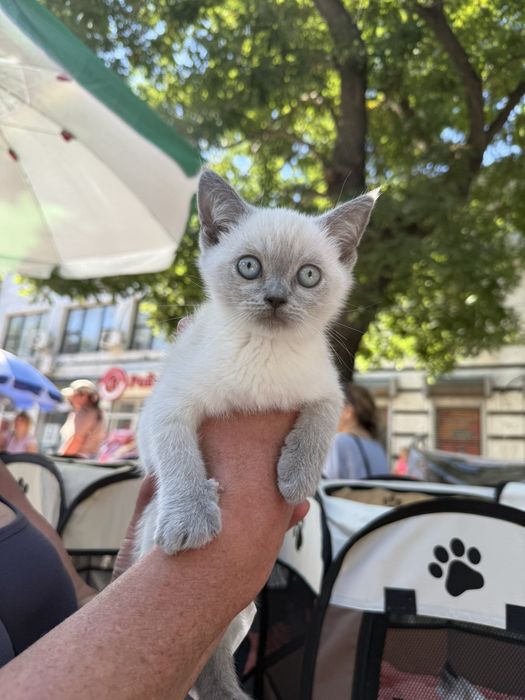 Котята шотландские