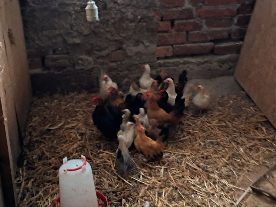 Ptaki seramki  i silki