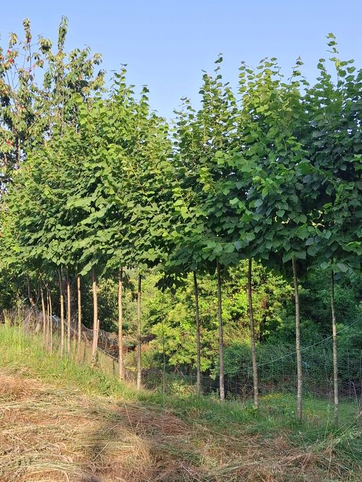 Plantas  para sombra