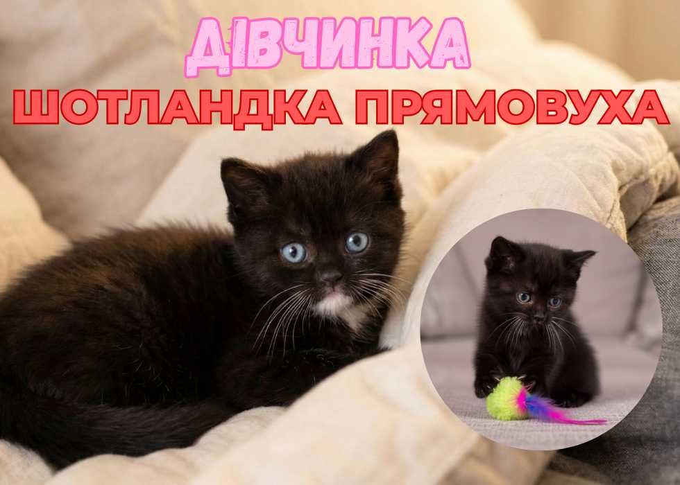 Породиста шотландская Скоттиш Страйт. Дівчинка!