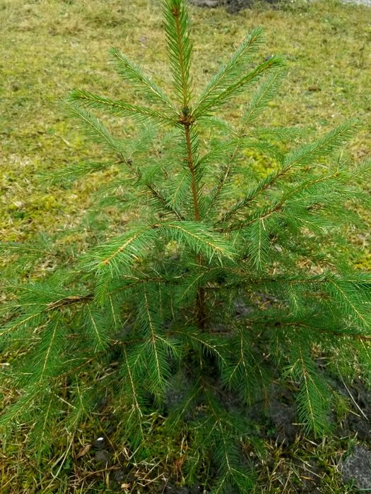 Сосна звичайна саджанці