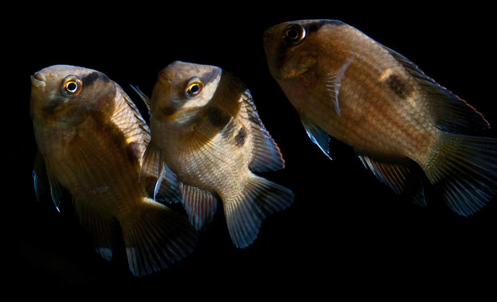 Akara z Maroni - Cleithracara maronii - dowozimy, wysyłamy