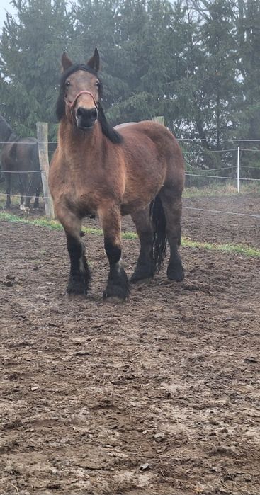 Klacz źrebna z licencją