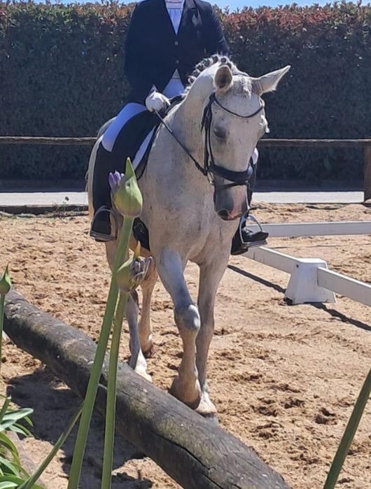 Cavalo KWPN montado e engatado