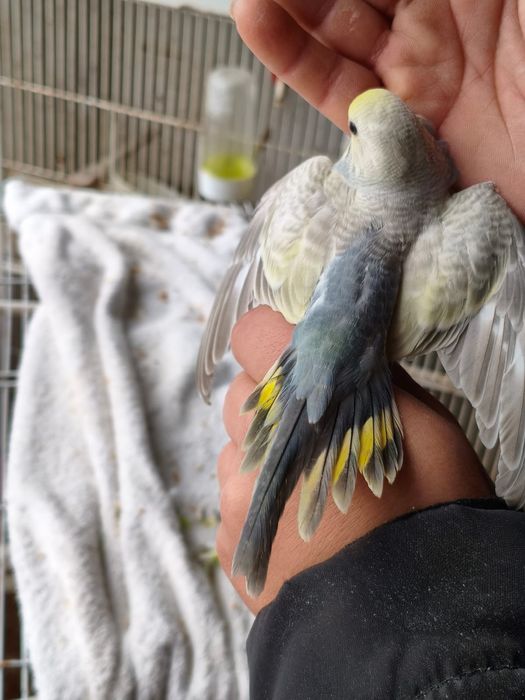 Casal de piriquitos arco-íris (irmãos )