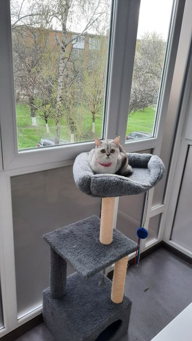 Шотландська шиншилка шукає чемного кавалера