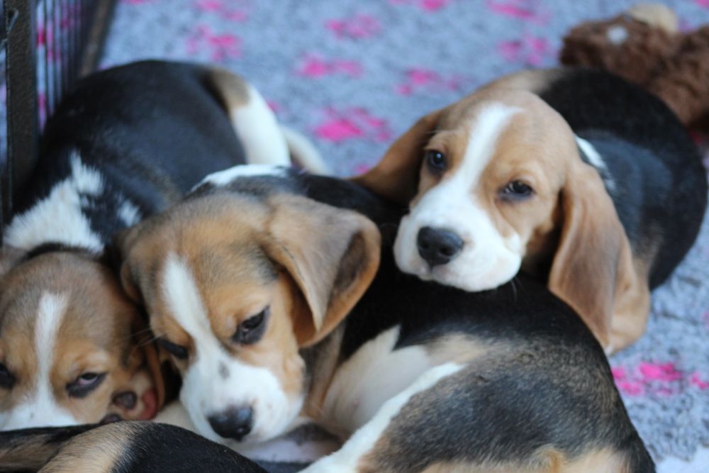 Лучшие мальчики бигля окраса триколор