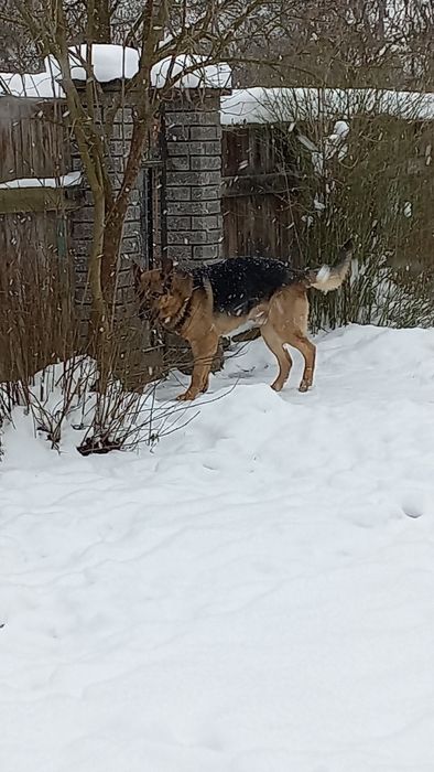 Німецька вівчарка, в'язка