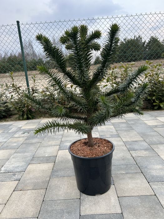 Araucaria chilijska Małpie drzewo 60-70 cm