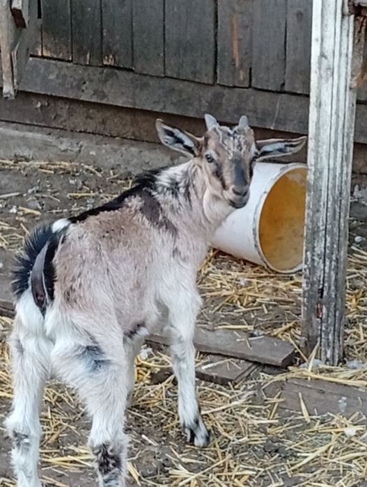 Koziołek rasy alpejskiej