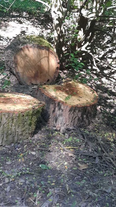 Pnie dębowe okazja