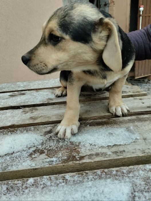 Oddam pieski w dobre ręce