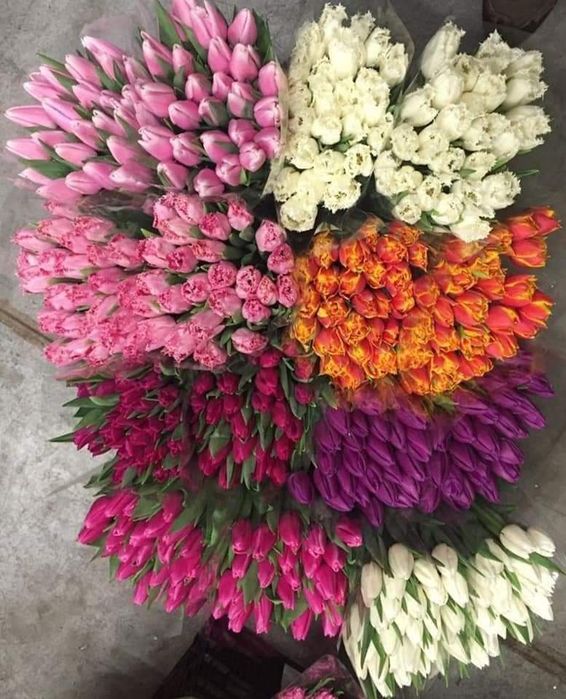 Цибулини тюльпанів на кг