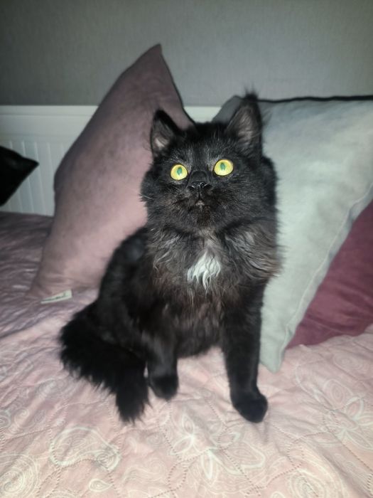 Отдам котенка в добрые руки