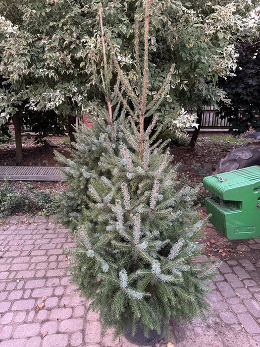 Świerk Serbski 150-200cm